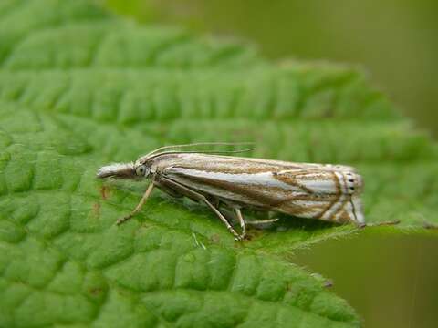 Image of <i>Crambus lathoniellus</i>