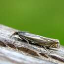 Image of <i>Crambus lathoniellus</i>