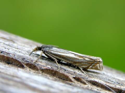 Image of <i>Crambus lathoniellus</i>