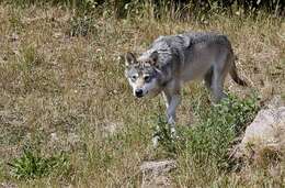 Image of coyote