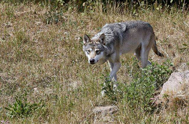 Image of coyote