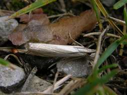 Crambus pascuella Linnaeus 1758 resmi