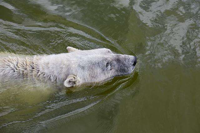 Слика од Ursus Linnaeus 1758