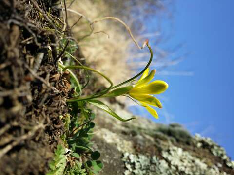 Image of star of Bethlehem