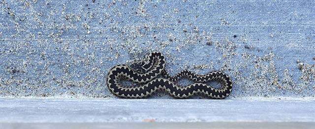 Image of Eurasian Vipers