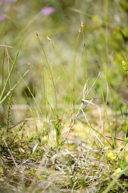 Image of cordroot sedge