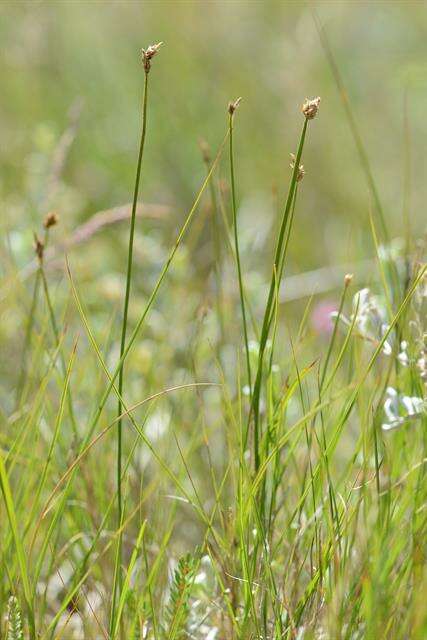 Image of cordroot sedge