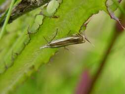 Crambus pascuella Linnaeus 1758 resmi