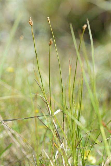 Image of cordroot sedge