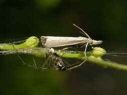 Crambus perlellus Scopoli 1763 resmi