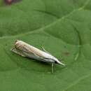 Image of Crambus uliginosellus Zeller 1850