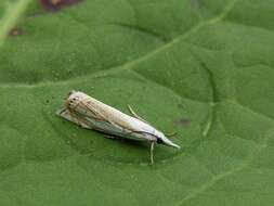 Image of Crambus uliginosellus Zeller 1850