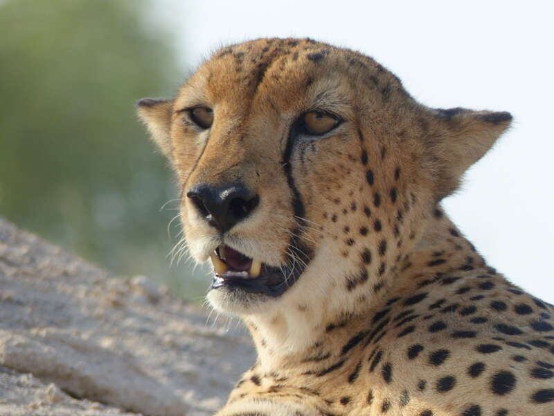 Image of Sudan cheetah