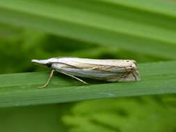 Image of Crambus uliginosellus Zeller 1850