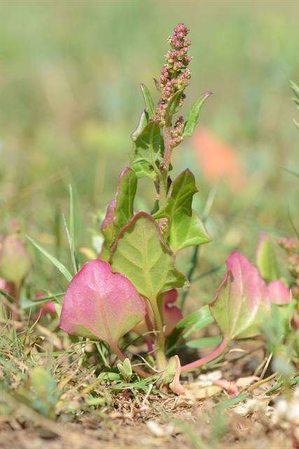 Image of Low Goosefoot