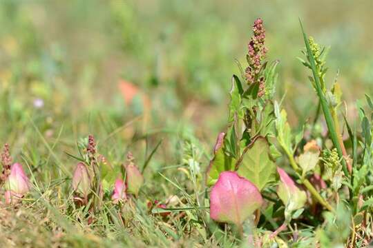 Image of Low Goosefoot