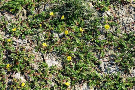 Image of silverweed