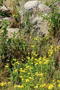 Image of false fleabane