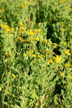 Image of false fleabane