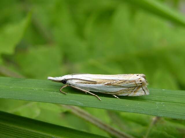 Image of Crambus uliginosellus Zeller 1850