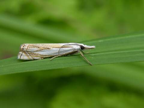 Image of Crambus uliginosellus Zeller 1850