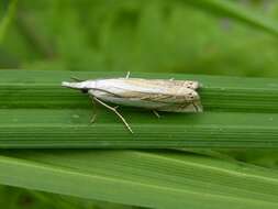 Image of Crambus uliginosellus Zeller 1850