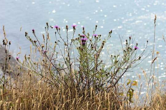 Image of knapweed