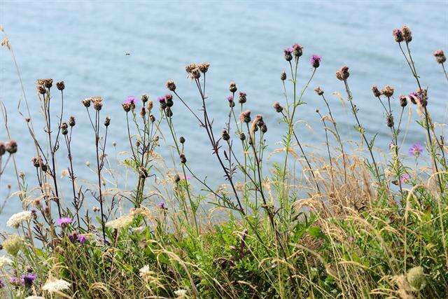 Centaurea scabiosa L. resmi