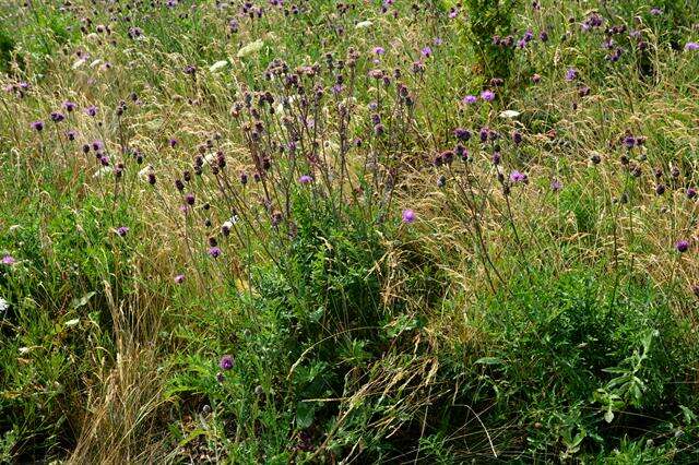 Centaurea scabiosa L. resmi