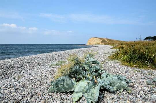 Image of crambe