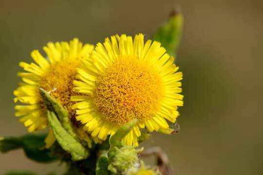 Image of false fleabane