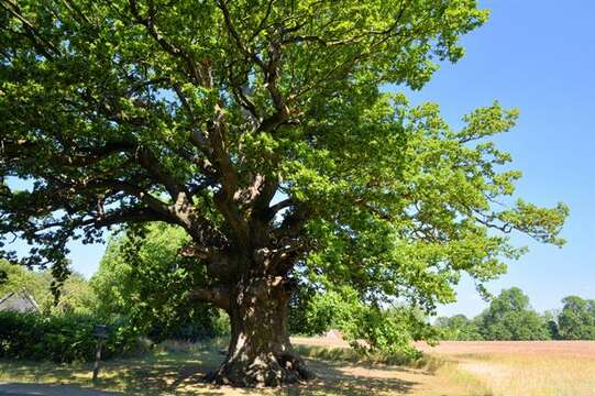 Image of beech family