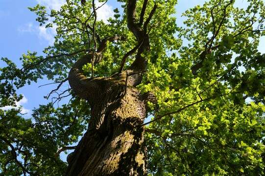 Image of beech family