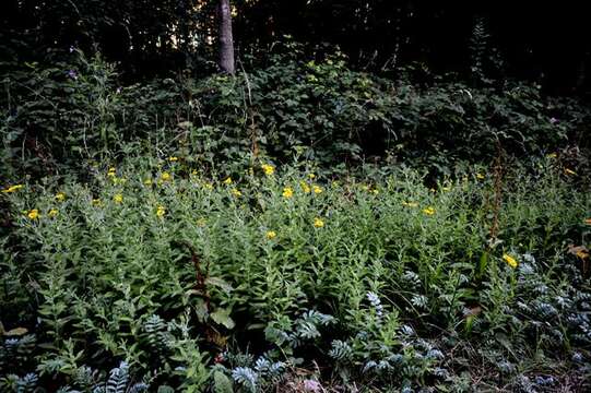 Image of false fleabane