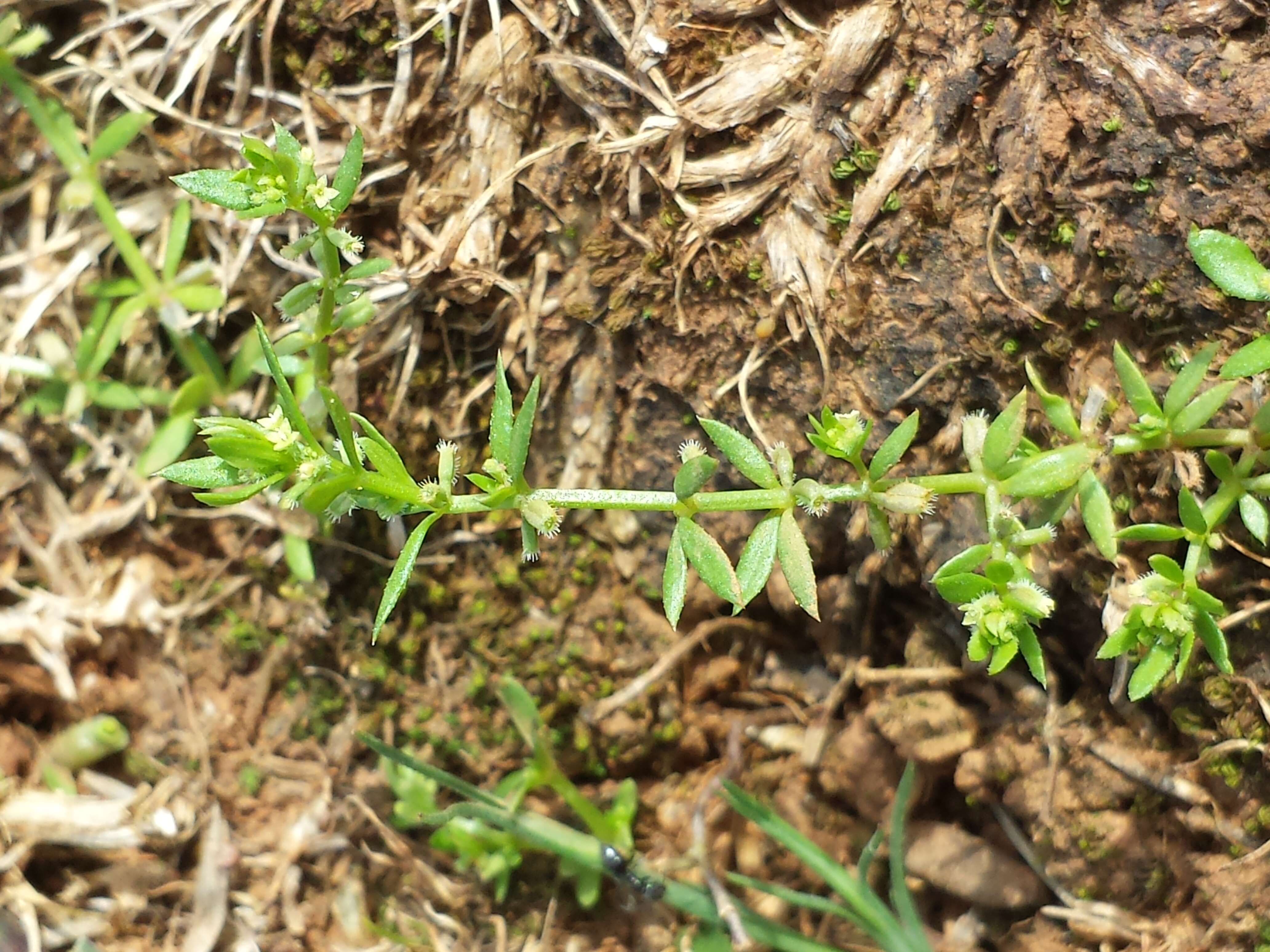 Image of yellow wall bedstraw