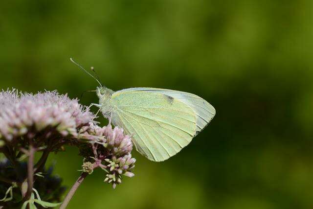 Image of Garden Whites