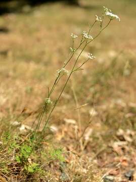 Image of burnet saxifrage