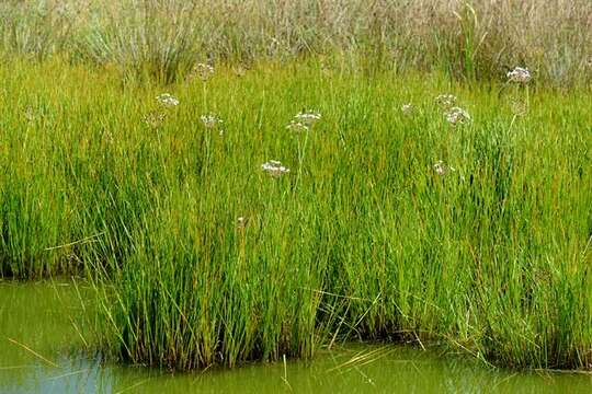 Image of flowering rush family