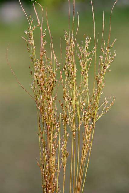 Слика од Juncus dudleyi Wiegand