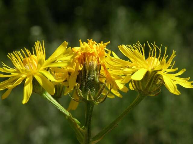 Image of hawksbeard