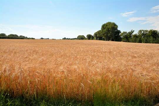 Hordeum resmi