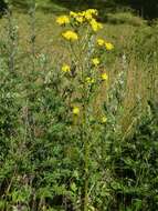 Image of hawksbeard