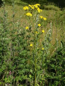 Image of hawksbeard