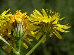 Image of hawksbeard