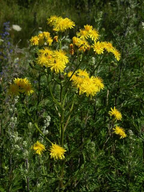 Image of hawksbeard