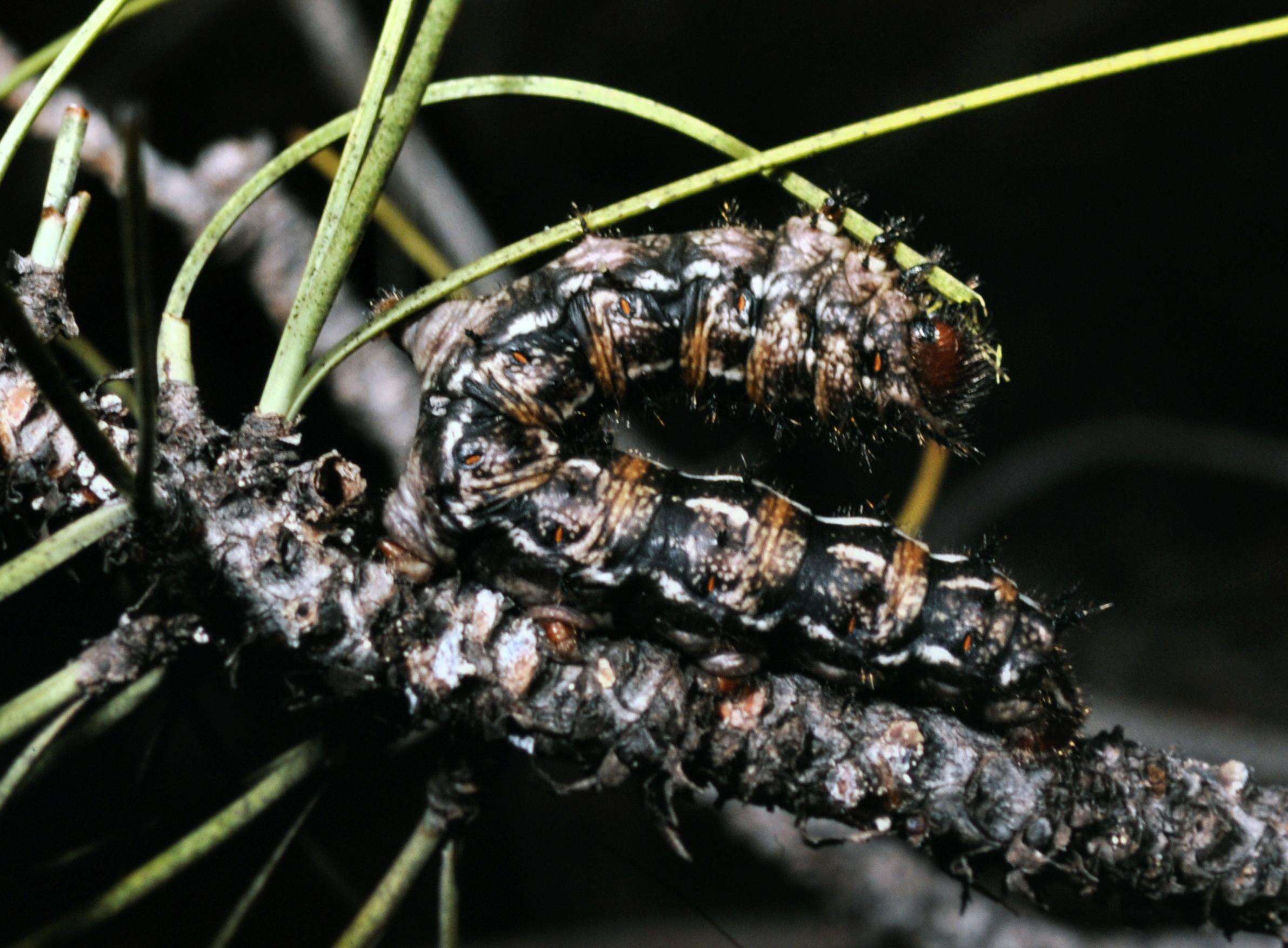 Image of Pandora Moth