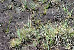 Image of hairgrass