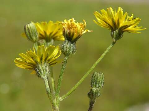 Image of hawksbeard