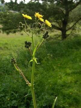 Image of hawksbeard