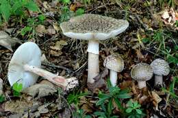 Imagem de Amanita